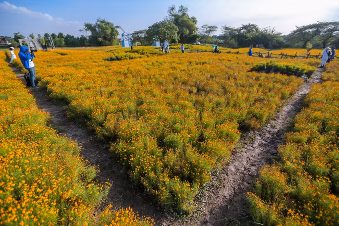 Ngoài ra, Phim trường Thảo nguyên Long Biên có rất nhiều loại hoa khác đang trong thời điểm nở rộ