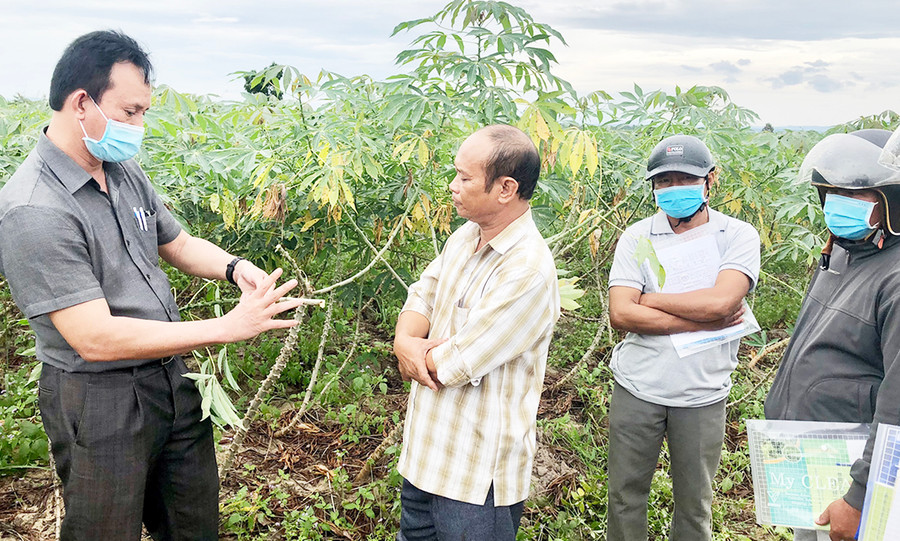 1Phó Giám đốc Sở Nông nghiệp và PTNT (bìa trái) hướng dẫn người dân chọn hom giống. Ảnh: Lê Nam