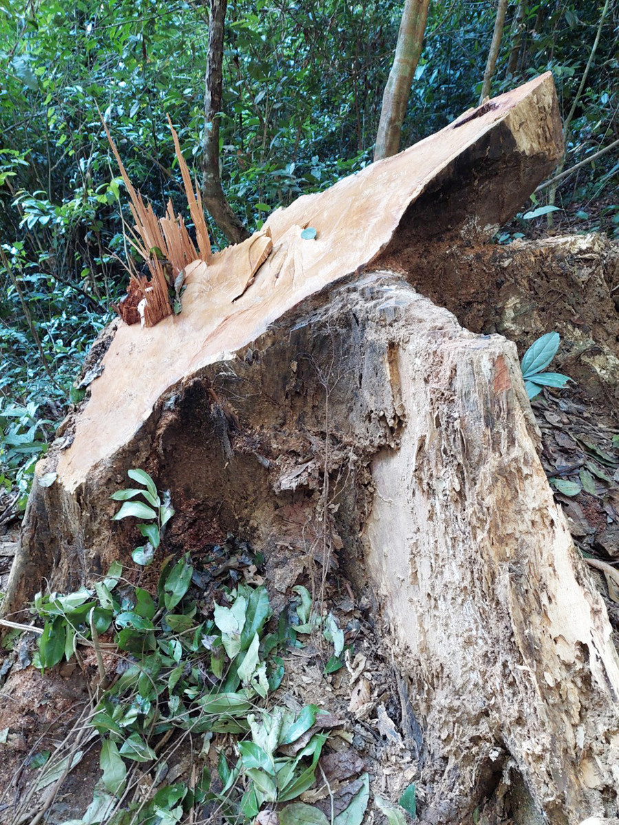 Gốc cây gỗ hương bị các đối tượng cắt hạ tại Vườn Quốc gia Kon Ka Kinh. Ảnh: Lê Anh Gốc gỗ hương bị các đối tượng chặt hạ tại Vườn Quốc gia Kon Ka Kinh. Ảnh: Lê Anh