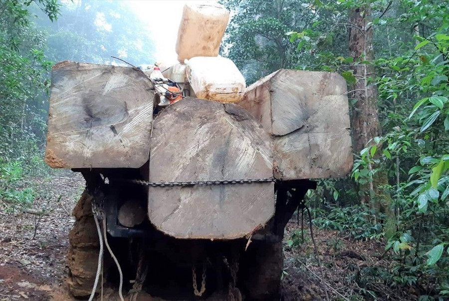 Tình trạng vi phạm lâm luật ở Tây Nguyên vẫn diễn biến phức tạp. Ảnh: Phan Tuấn