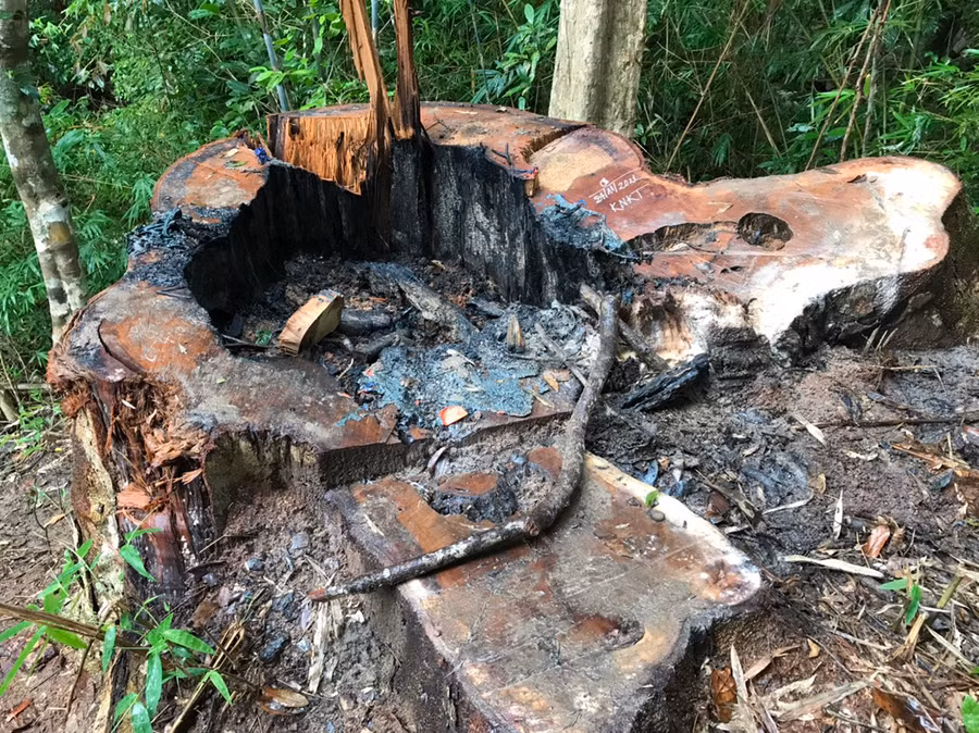 Cây gỗ lớn có đường kính gần 1 m bị lâm tặc cưa hạ. Ảnh: Lê Anh Cây gỗ lớn có đường kính gần 1 m bị lâm tặc cưa hạ. Ảnh: Lê Anh
