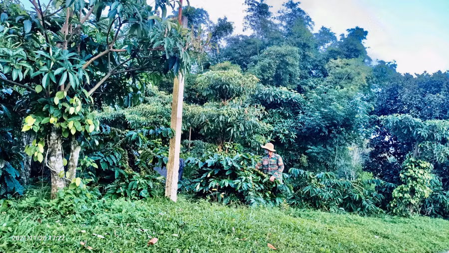 Vườn cà phê gia đình ông Ông Trần Văn Thảo (thôn Ea Bi, xã DliêYa, huyện Krông Năng, tỉnh Đắk Lắk) để cỏ tốt, xanh rờn. Ảnh: Phương Hằng