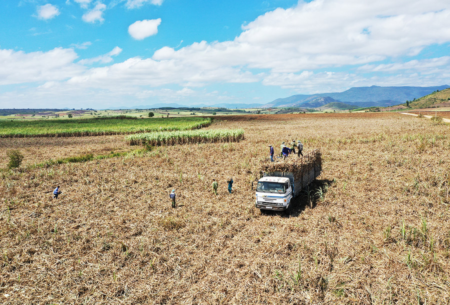 Thu hoạch mía ở Kbang.jpg