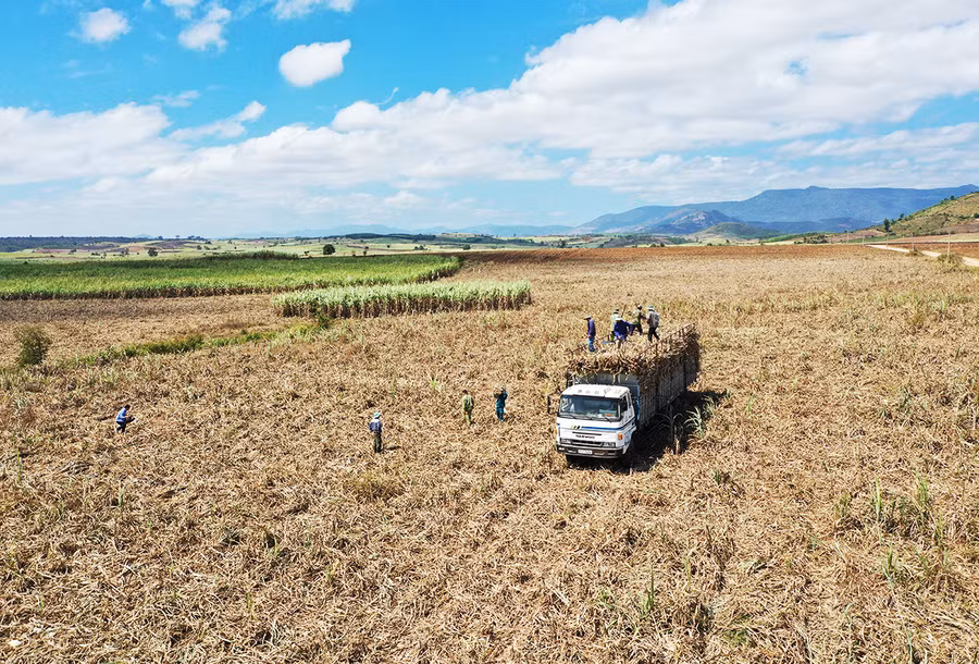 Người dân huyện Kbang thu hoạch mía. Ảnh: Lê Nam Thu hoạch mía ở Kbang.jpg