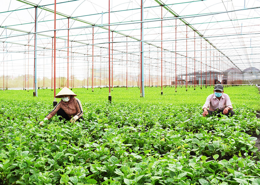 Mô hình chuyển đổi đất lúa kém hiệu quả sang cây trồng khác mang lại hiệu quả kinh tế cao của HTX Nông nghiệp-Dịch vụ An Phú Thịnh (xã An Phú, TP. Pleiku). Ảnh: Minh Nguyễn HTX An Phú Thịnh, mô hình chuyển đổi đất lúa kém hiệu quả sang cây trồng khác mang lại hiệu quả kinh tế cao. Ảnh: Minh nguyễn