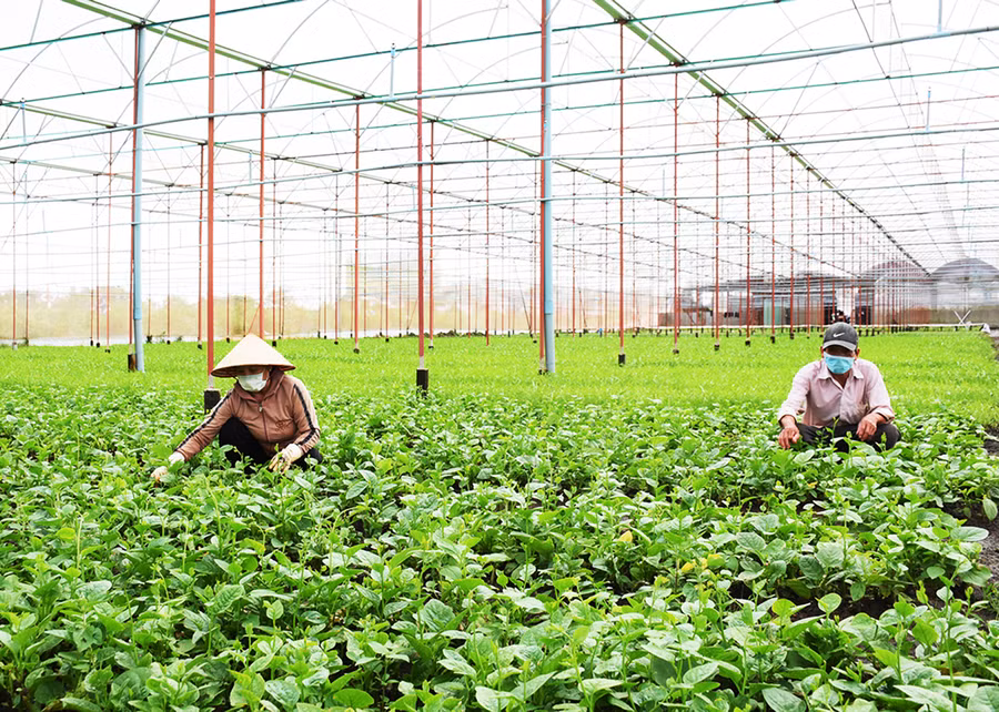 Mô hình chuyển đổi đất lúa kém hiệu quả sang cây trồng khác mang lại hiệu quả kinh tế cao của HTX Nông nghiệp-Dịch vụ An Phú Thịnh (xã An Phú, TP. Pleiku). Ảnh: Minh Nguyễn HTX An Phú Thịnh, mô hình chuyển đổi đất lúa kém hiệu quả sang cây trồng khác mang lại hiệu quả kinh tế cao. Ảnh: Minh nguyễn