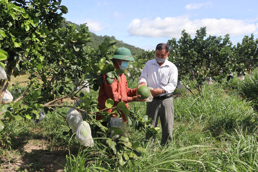 Hội viên nông dân thị xã An Khê trao đổi kinh nghiệm trồng bưởi theo hướng hữu cơ. Ảnh: Ngọc Minh