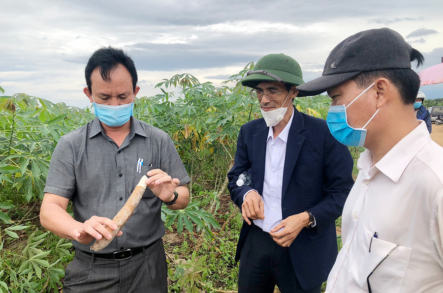 Lãnh đạo Sở Nông nghiệp và PTNT (bìa trái) kiểm tra chất lượng củ mì giống KM94. Ảnh: Lê Nam