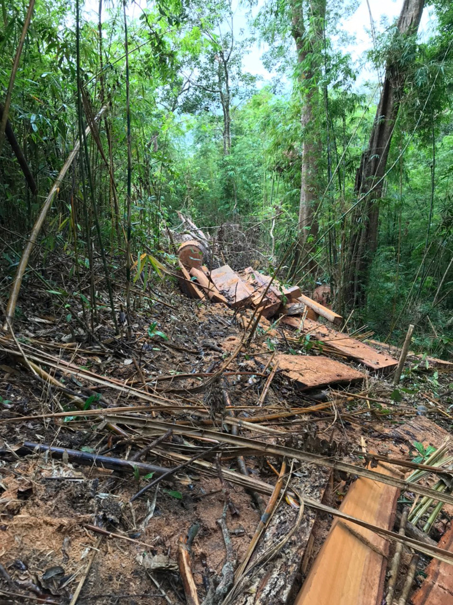 Hiện trường vụ khai thác gỗ tại tiểu khu 734. Ảnh: Lê Anh