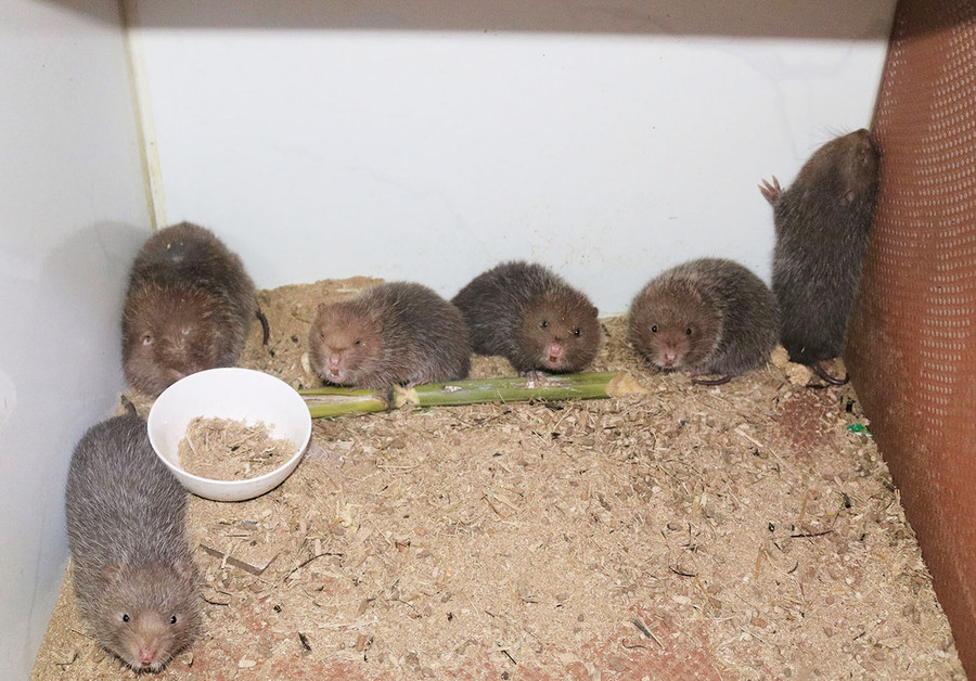 Nhận thấy nuôi dúi mang lại hiệu quả kinh tế cao, anh Đào Anh Tuấn mạnh dạn vay vốn ngân hàng để xây thêm chuồng nuôi. Ảnh: Thiên Di Ảnh: Thiêu Di