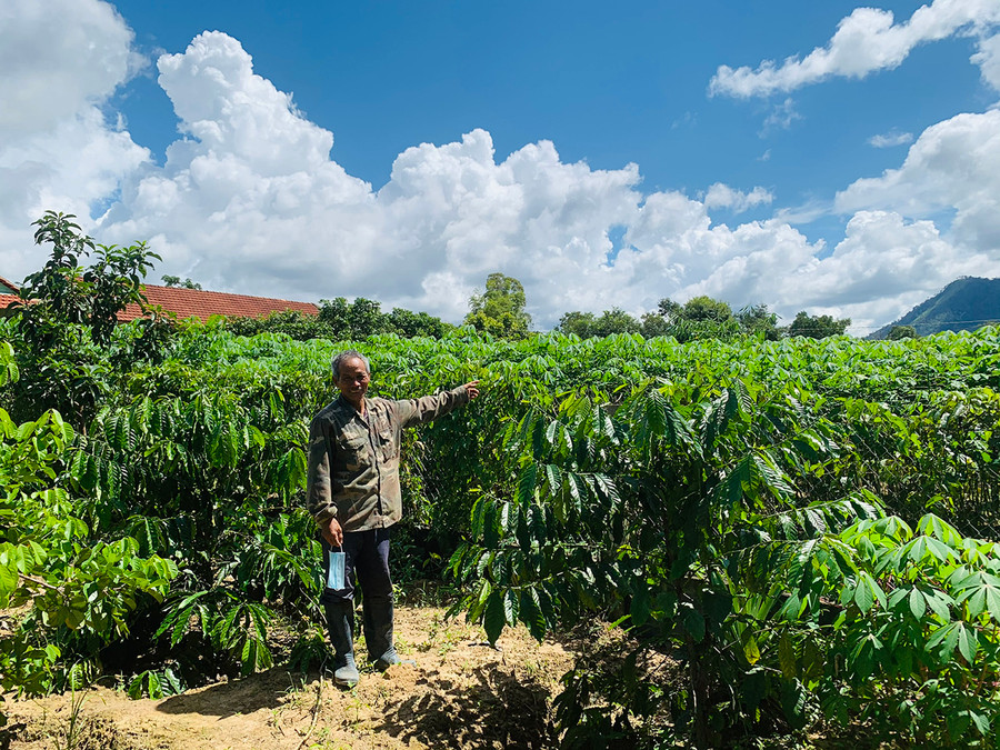 Ông Sut cho biết, sau khi chia cho các con, ông còn 12 ha để canh tác, mỗi năm, lãi ít nhất 500-600 triệu đồng. Ảnh: Nhật Hào Hiện ông vẫn còn canh tác 1 ha mì. Ảnh: Nhật Hào