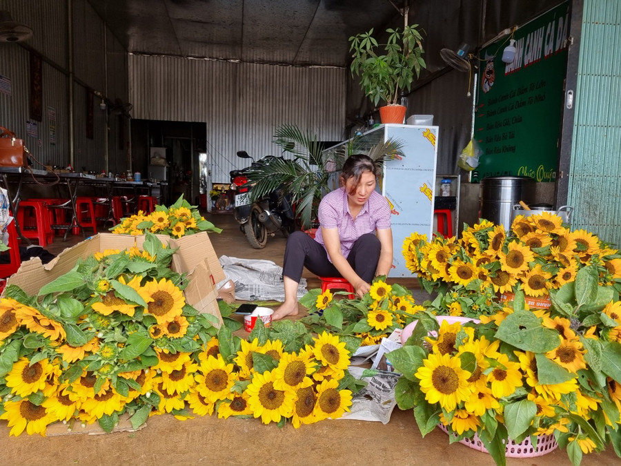 Những bông hoa hướng dương nở rộ sau nhiều tháng gieo trồng tại mô hình thí điểm trồng hoa hướng dương cắt cành tại xã Đắk Buk So, huyện Tuy Đức, tỉnh Đắk Nông. Ảnh: HND