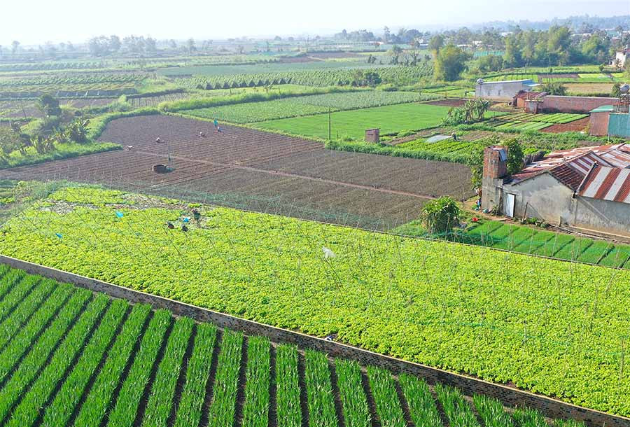 Một góc vùng chuyên canh rau An Phú (TP. Pleiku) nhìn từ trên cao. Ảnh: Quang Tấn