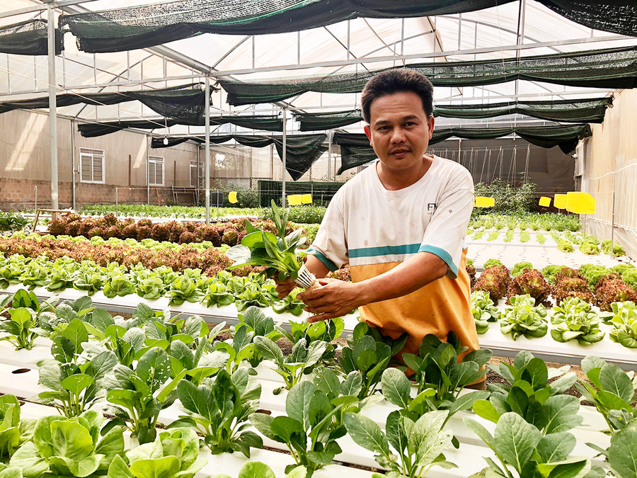 Mô hình trồng rau theo phương pháp thủy canh hoàn lưu trong nhà lồng theo hướng công nghệ cao tại huyện Chư Păh. Ảnh: Minh Nguyễn Mô hình trồng rau theo phương pháp thủy canh hoàn lưu trong nhà lồng theo hướng công nghệ cao tại huyện Chư Păh.