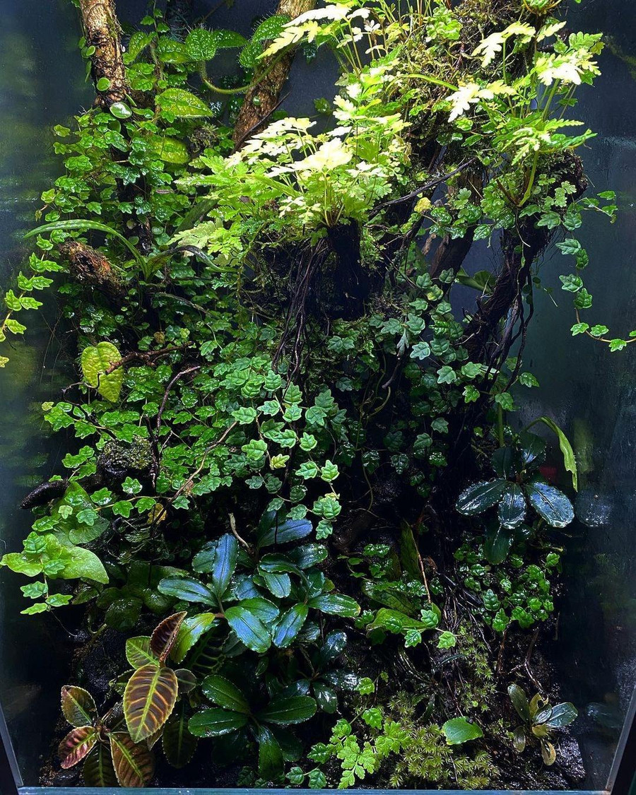 Anh Linh chăm sóc rêu bằng việc tạo môi trường tự nhiên cho chúng. Ảnh: NVCC