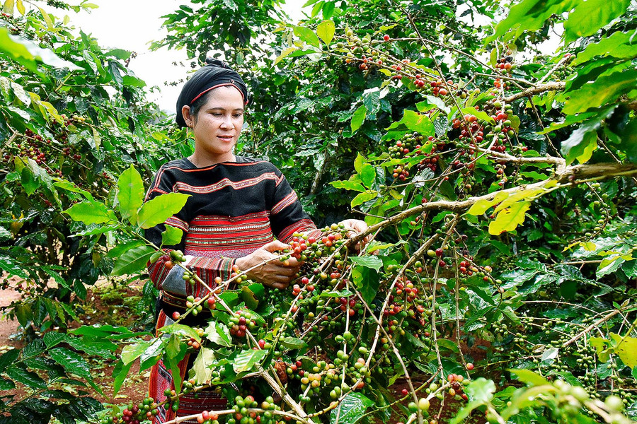 6.Trước đây, cuộc sống gia đình chị Đinh Thị Bơ (làng Hà Nừng, xã Sơn Lang, huyện Kbang) rất khó khăn. Năm 2019, chị vay 100 triệu đồng từ chương trình hộ nghèo của Phòng Giao dịch Ngân hàng chính sách xã hội huyện Kbang để mua phân bón chăm sóc 4 ha cà phê và trồng xen 550 cây mắc ca. Nhờ được tham gia các lớp tập huấn về nông nghiệp nên cây trồng sinh trưởng và phát triển tốt. Hiện 2 ha cà phê của gia đình chị đang cho thu hoạch gần 100 triệu đồng mỗi năm.