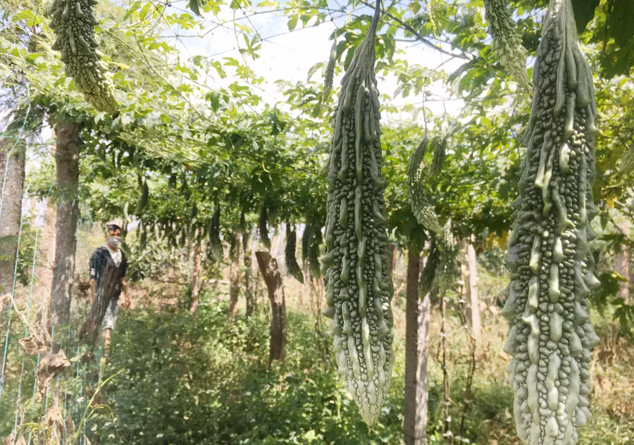 Với 3 sào đất, anh Hoàng đã luân phiên trồng dưa leo và khổ qua đã mang lại thu nhập ổn định cho gia đình anh 3 năm qua. Ảnh: Quang Tấn