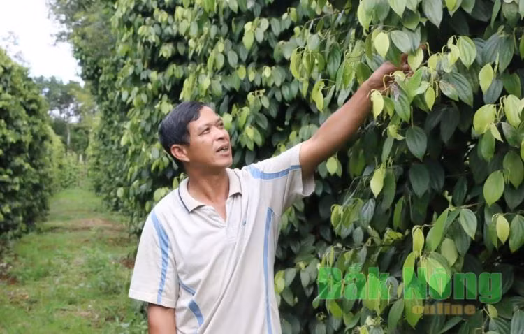 Hầu hết xã viên HTX Thuận Phát đang trồng tiêu theo quy trình sinh học