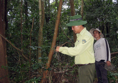 Lực lượng kiểm lâm rừng Chư Mom Ray đi gỡ bẫy khỉ, chồn