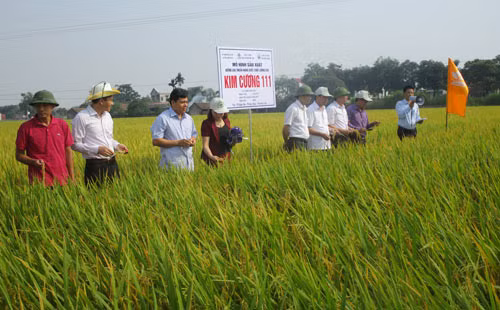 Các đại biểu tham quan mô hình giống lúa Kim Cương 111 tại huyện Thiệu Hóa, tỉnh Thanh Hóa. Các đại biểu tham quan mô hình giống lúa Kim Cương 111 tại huyện Thiệu Hóa, tỉnh Thanh Hóa.