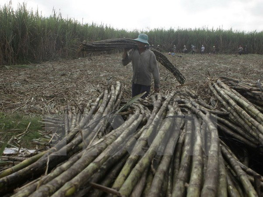 Nguyên nhân gì khiến đường tồn kho ở mức cao kỷ lục trong lịch sử? ảnh 2 Thu hoạch mía tại tỉnh Hậu Giang. (Ảnh: Duy Khương/TTXVN)