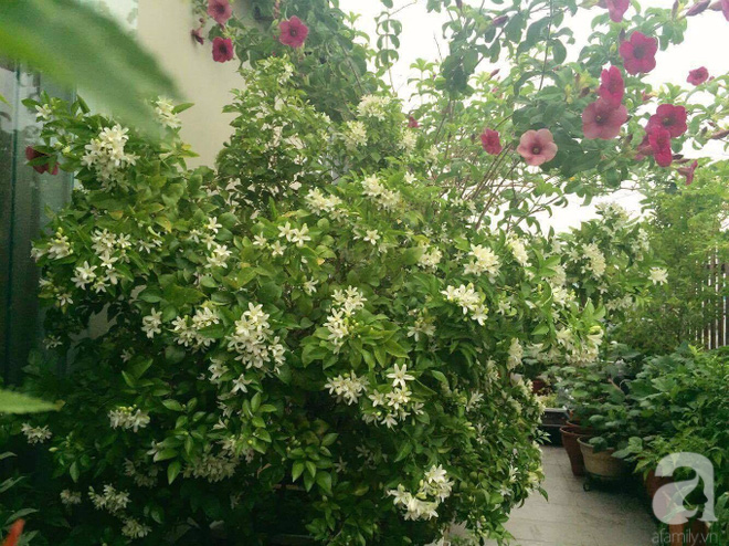 Hoa nguyệt quế nở trắng 1 góc vườn.