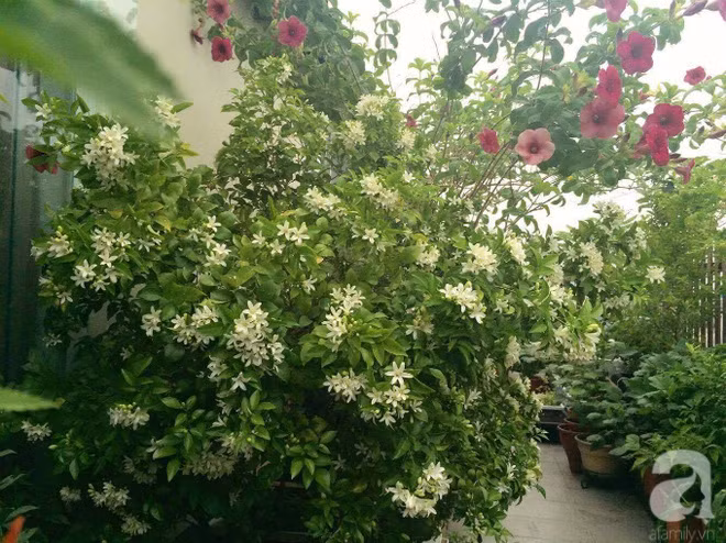 Hoa nguyệt quế nở trắng 1 góc vườn.