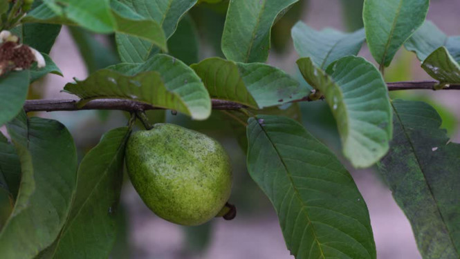 Theo nghiên cứu được công bố trên Tạp chí Thực phẩm và hóa học, tính chất chống oxy hóa của chiết xuất từ lá ổi cao hơn cả phần quả của nó.