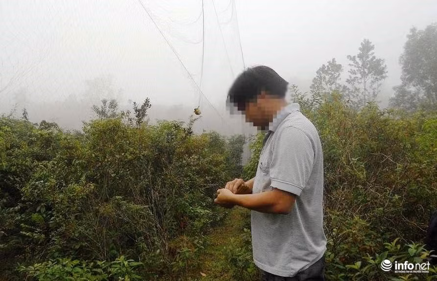  Kim Th. đang gỡ những con chim bị dính lưới.