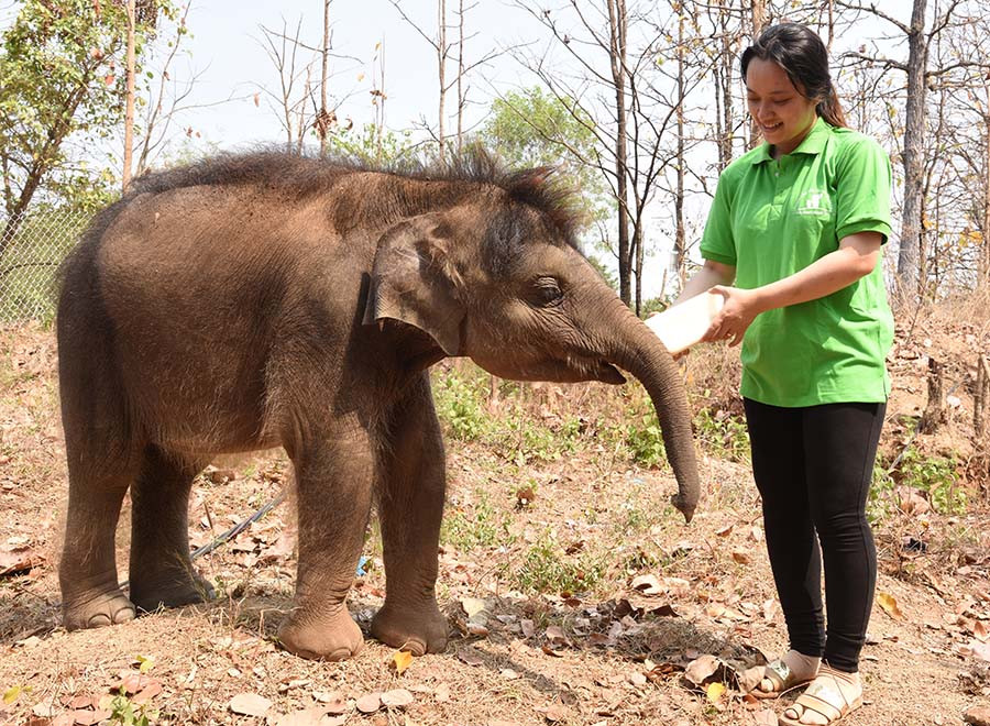 Nhân viên cứu trợ voi cho voi con bú sữa bình. Ảnh: T.V Nhân viên cứu trợ voi cho voi con bú sữa bình. Ảnh: T.V