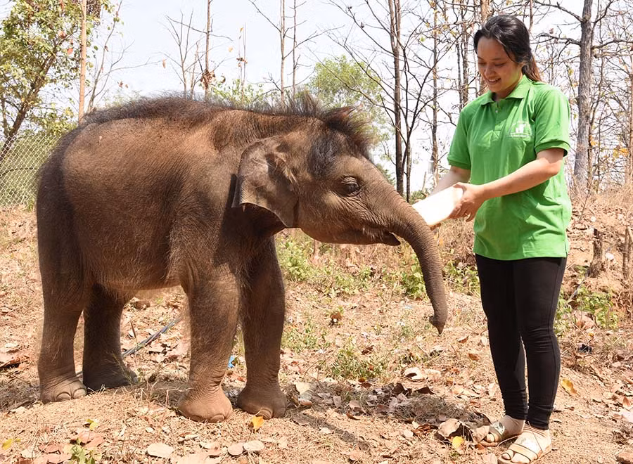 Nhân viên cứu trợ voi cho voi con bú sữa bình. Ảnh: T.V