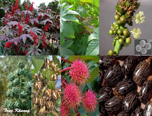 Cây, quả thầu dầu có hình ảnh bắt mắt dễ thu hút trẻ em chứa chất độc rất nguy hiểm, có thể khiến bệnh nhân tử vong. Cây, quả thầu dầu có hình ảnh bắt mắt dễ thu hút trẻ em chứa chất độc rất nguy hiểm, có thể khiến bệnh nhân tử vong.