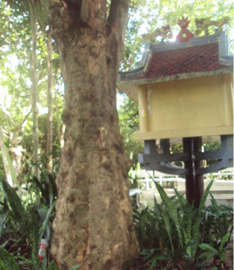  Cây cao su bên mộ Yersin. Ảnh: T.V