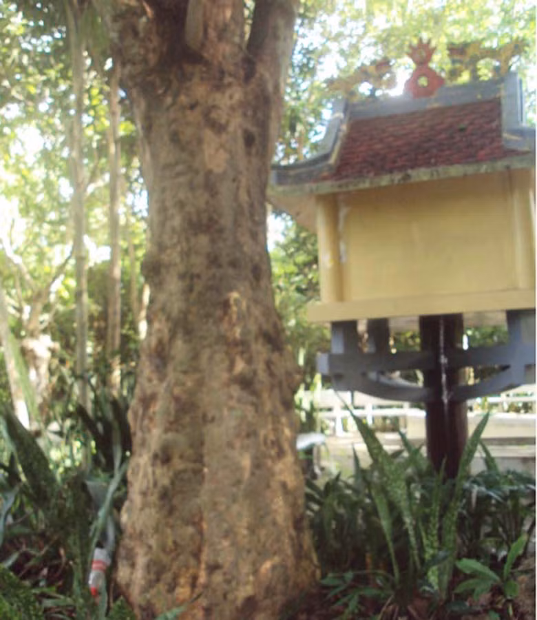  Cây cao su bên mộ Yersin. Ảnh: T.V