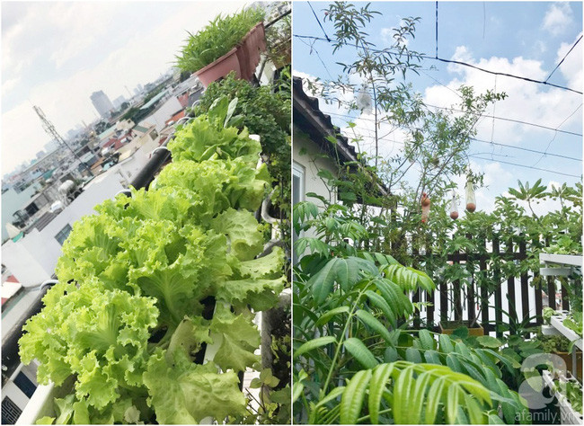 Một góc xanh tươi.