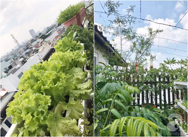 Một góc xanh tươi.