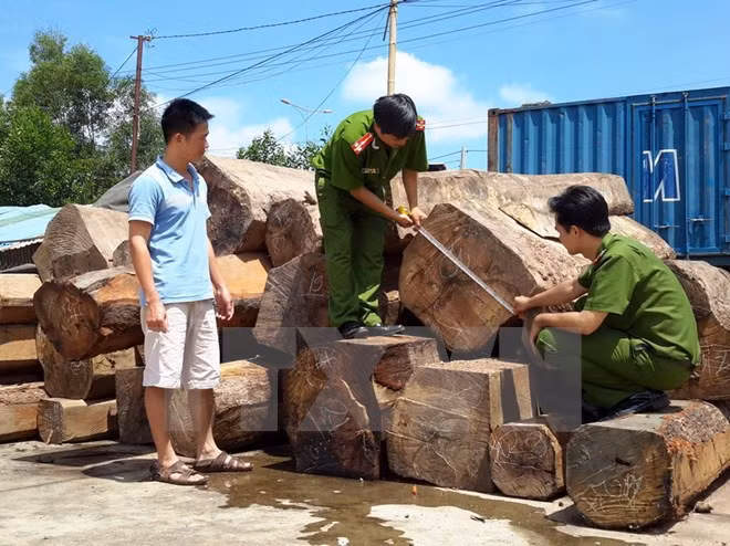 Một vụ vận chuyển gỗ lậu bị phát hiện.