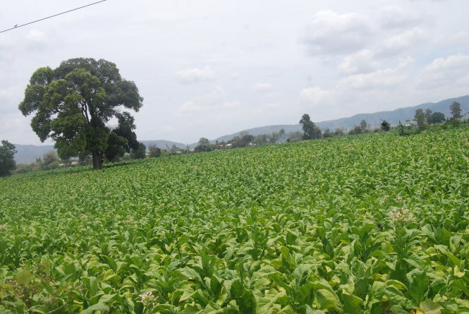 Cánh đồng màu mỡ trồng thuốc lá vàng ở những bãi bồi bên sông Ba của xã Ia Broăi, huyện Ia Pa. Cánh đồng màu mỡ trồng thuốc lá vàng ở những bãi bồi bên sông Ba của xã Ia Broăi, huyện Ia Pa.