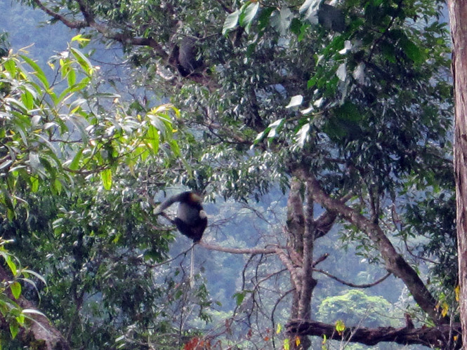 Đàn vượn phát hiện sống theo đàn ở Vườn quốc gia Chư Mom Ray