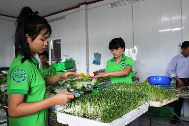  Sơ chế rau mầm tại trang trại HB