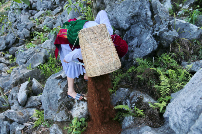 Bà Ly Thị Kía cõng đất đổ vào những hốc đá trên núi ở thôn Há Hơ, xã Sà Phìn, huyện Đồng Văn.