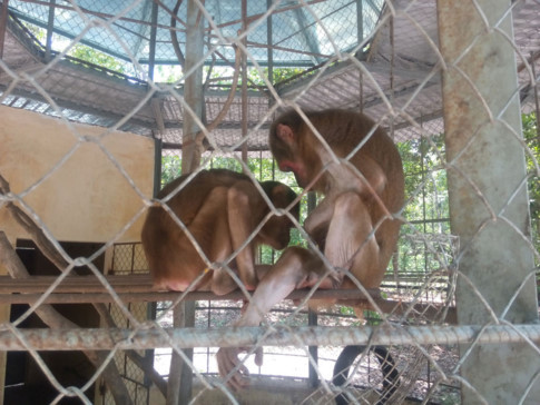 Những chú khỉ được dưỡng thương ở Trung tâm cứu hộ và bảo tồn sinh vật