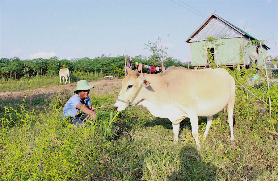 Cuộc vận động “Làm thay đổi nếp nghĩ, cách làm trong đồng bào dân tộc thiểu số” đã giúp nhiều người vươn lên thoát nghèo. Ảnh: Hồng Thi Cuộc vận động “Làm thay đổi nếp nghĩ, cách làm trong đồng bào dân tộc thiểu số” đã giúp nhiều người vươn lên thoát nghèo. Ảnh: Hồng Thi