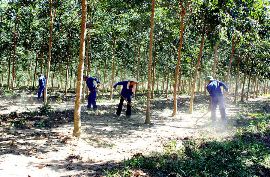 Lao động người dân tộc thiểu số của Binh đoàn đã nắm bắt các kỹ thuật về trồng, chăm sóc và khai thác mủ cao su thành thạo. Ảnh: Trần Dung