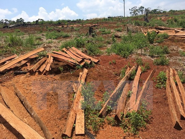 Rừng bị phá trên quy mô lớn, trong thời gian dài tại xã Quảng Sơn.