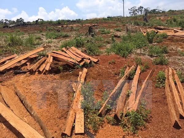 Rừng bị phá trên quy mô lớn, trong thời gian dài tại xã Quảng Sơn.
