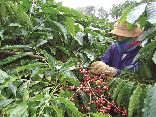 Chăm sóc cà phê Chăm sóc cà phê