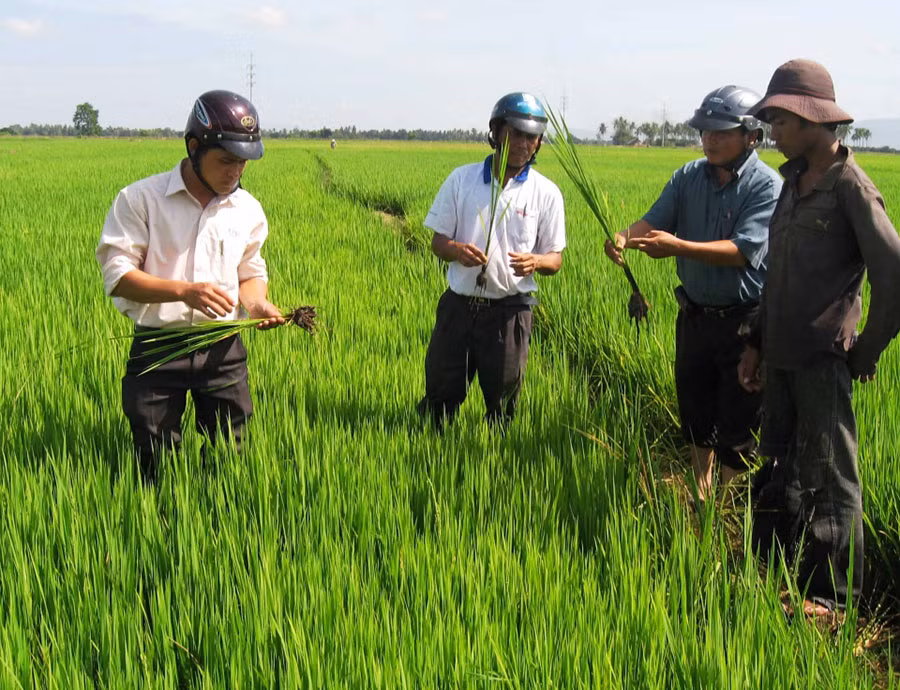  Hướng dẫn nông dân kỹ thuật chăm sóc lúa. Ảnh: Đ.P
