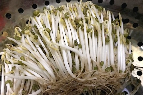 Bạn nên chọn loại giá đỗ có rễ.