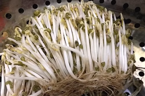 Bạn nên chọn loại giá đỗ có rễ.